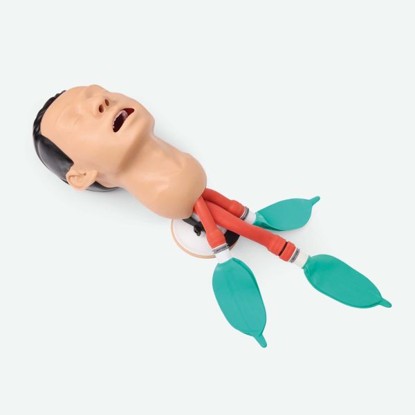 3B Scientific Airway Management Trainer